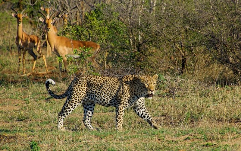Kruger-National-Park-3